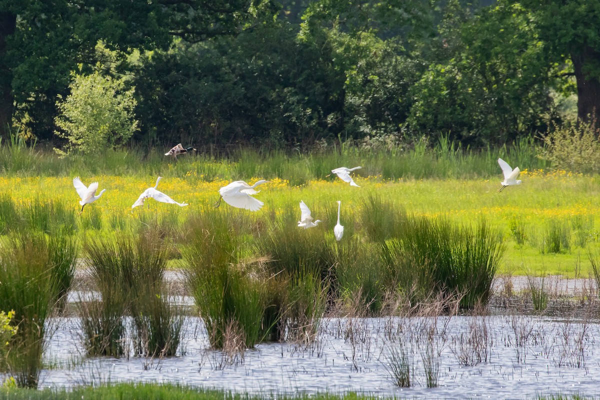 Great Egret - ML619759419