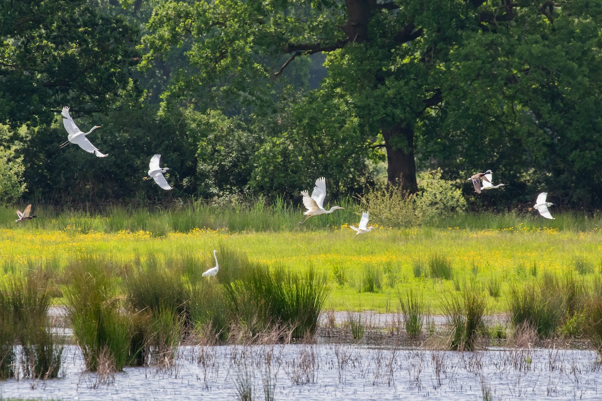 Great Egret - ML619759420