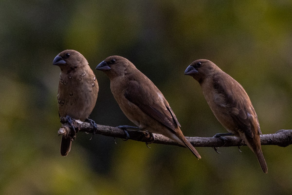 Scaly-breasted Munia - ML619759421