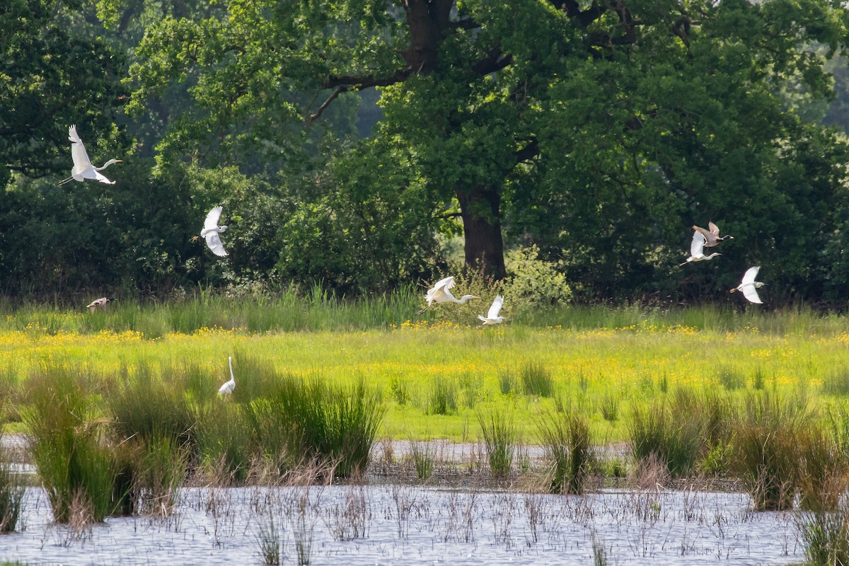 Great Egret - ML619759422