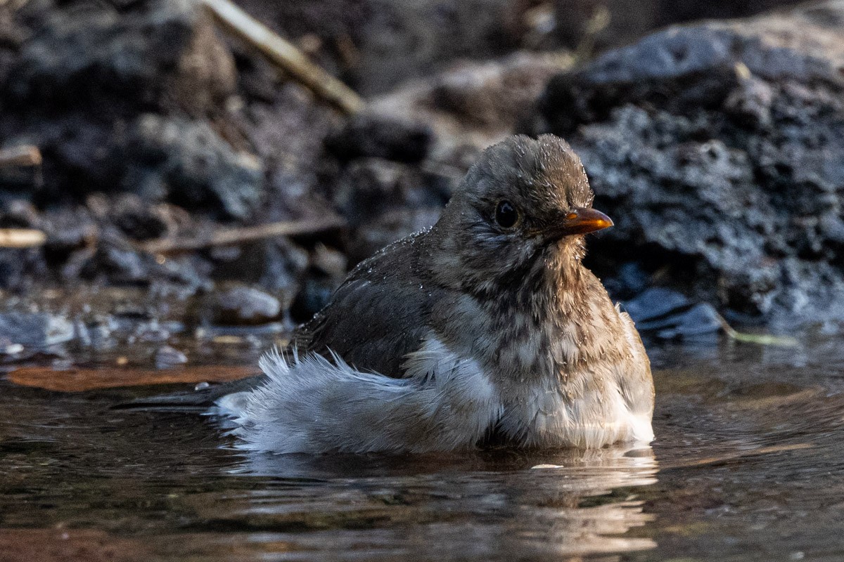 Tickell's Thrush - ML619759428