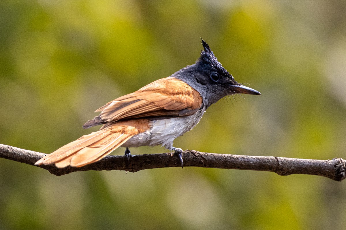 Indian Paradise-Flycatcher - ML619759434