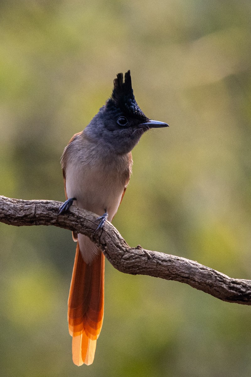 Indian Paradise-Flycatcher - ML619759435