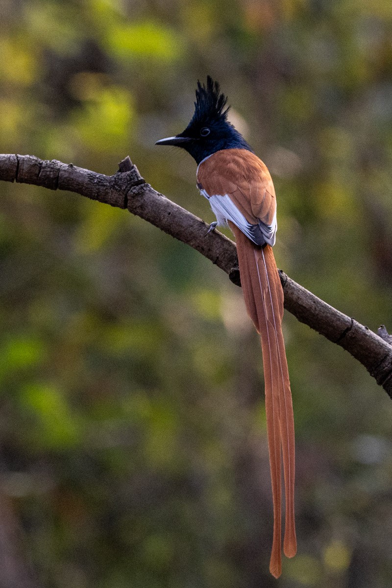 Indian Paradise-Flycatcher - ML619759436