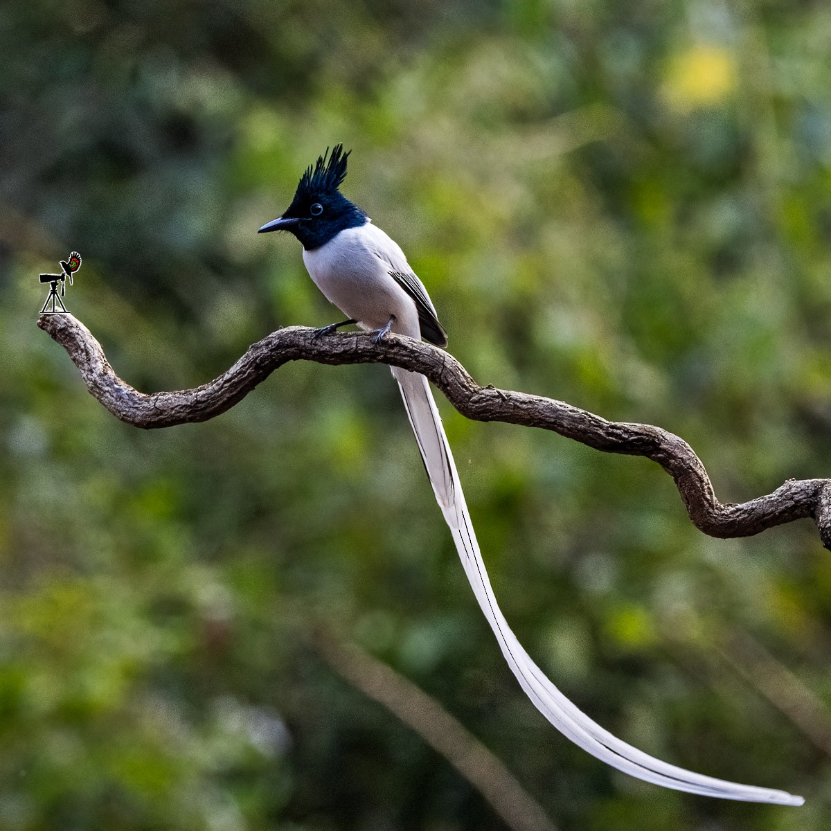 Indian Paradise-Flycatcher - ML619759438