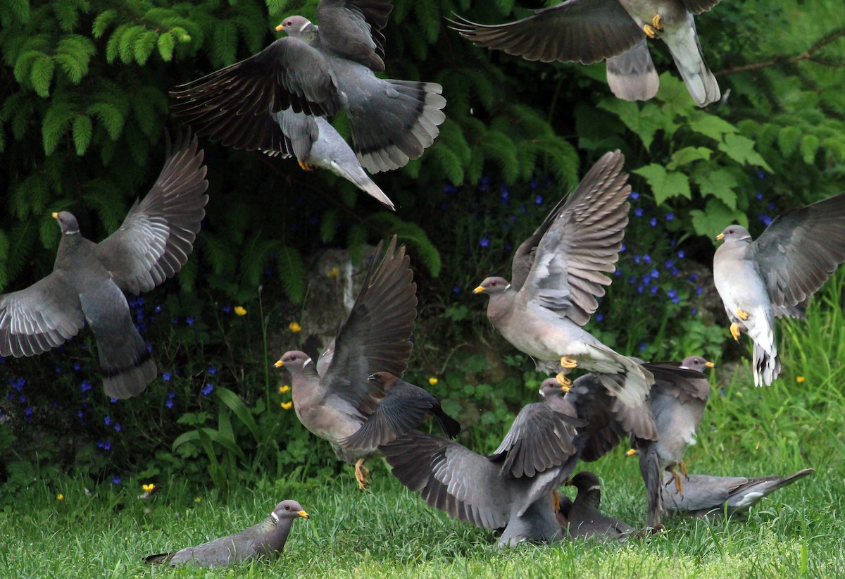 Band-tailed Pigeon - ML619759439