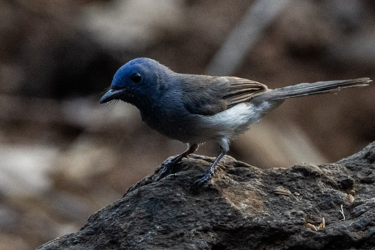 Black-naped Monarch - ML619759441