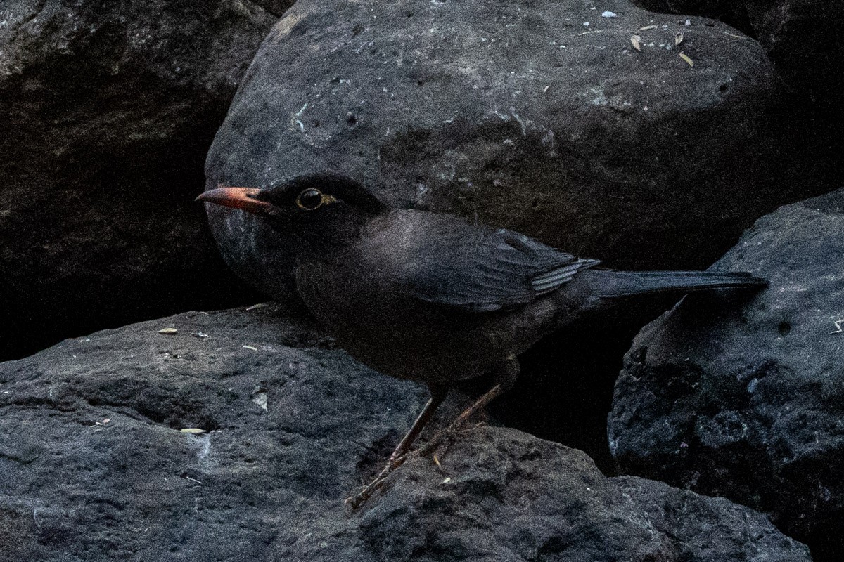 Indian Blackbird - ML619759445