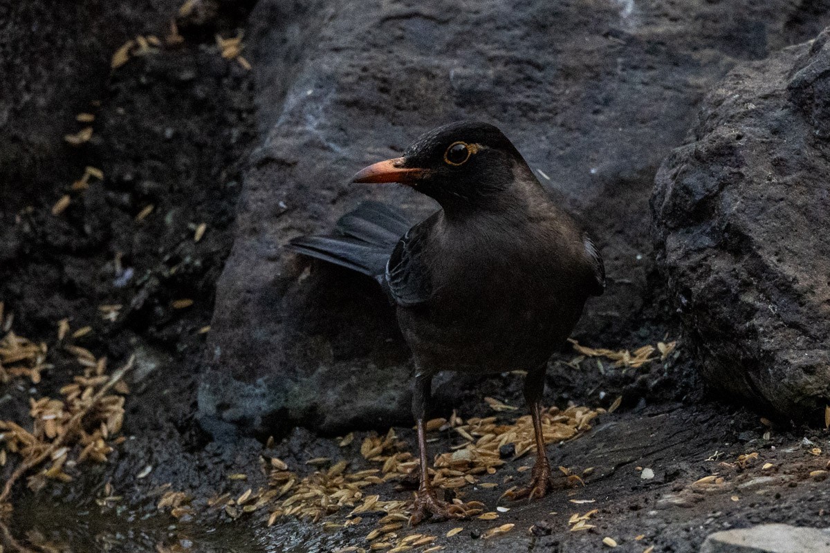 Indian Blackbird - ML619759446