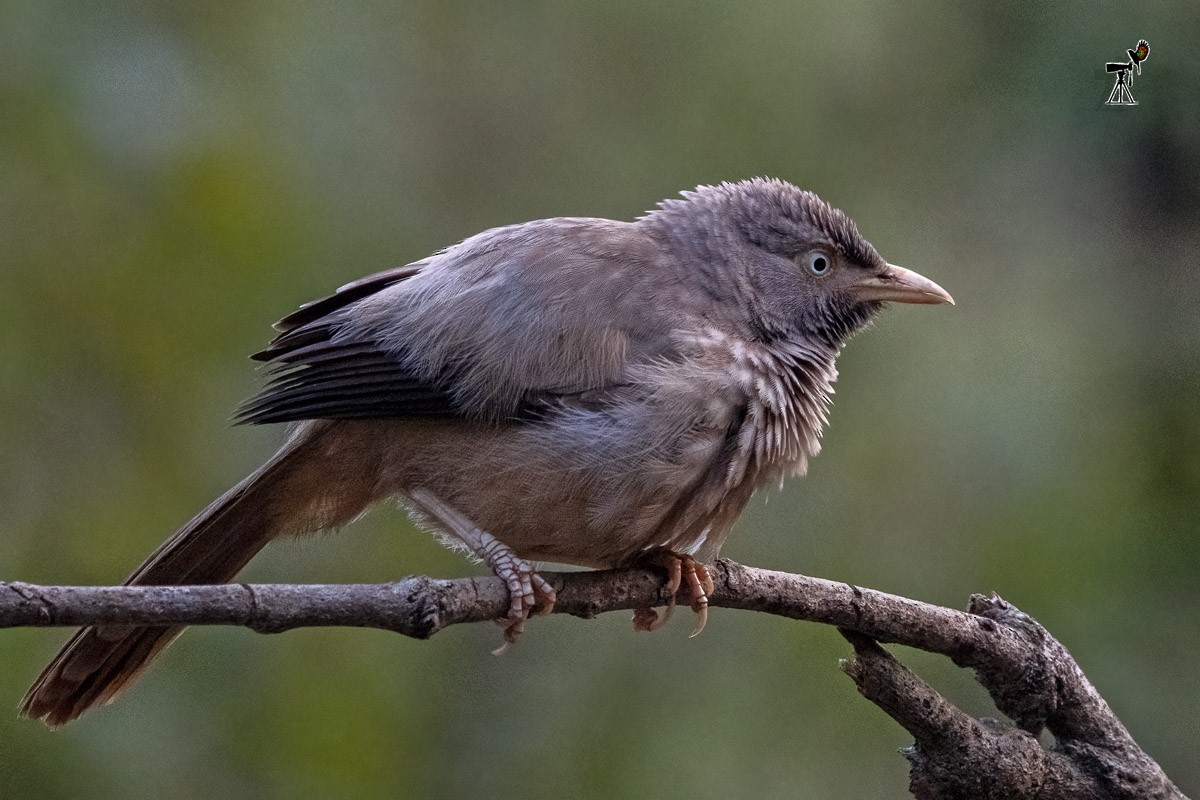 Jungle Babbler - ML619759447