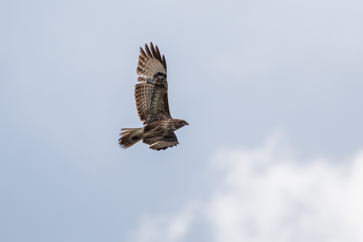 Common Buzzard - ML619759449