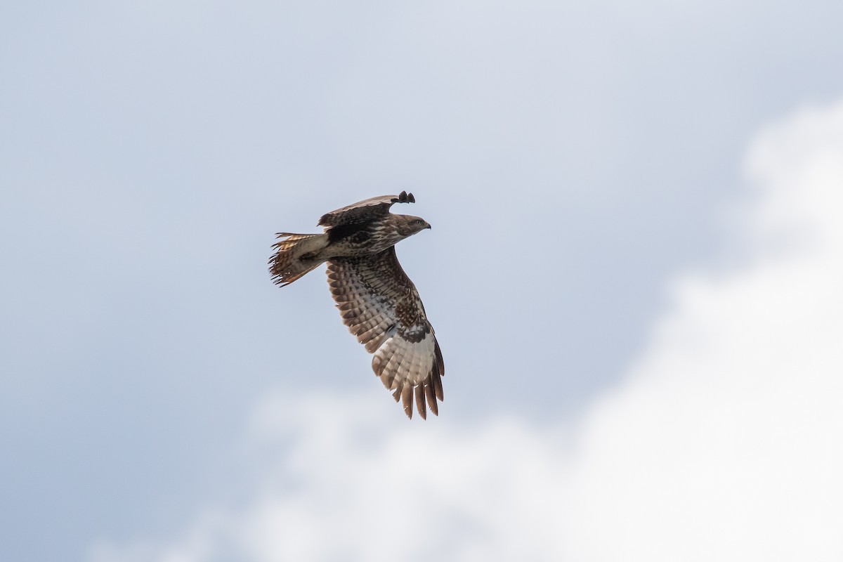 Common Buzzard - ML619759450