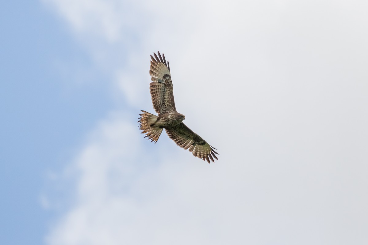 Mäusebussard - ML619759451