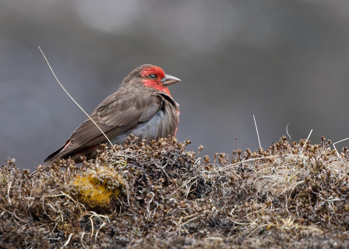 Red-fronted Rosefinch - ML619759462