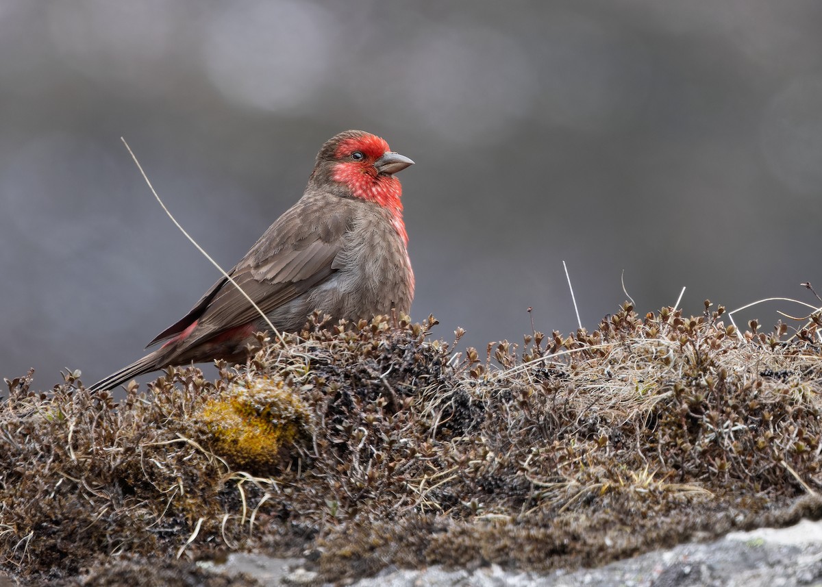 Red-fronted Rosefinch - ML619759467