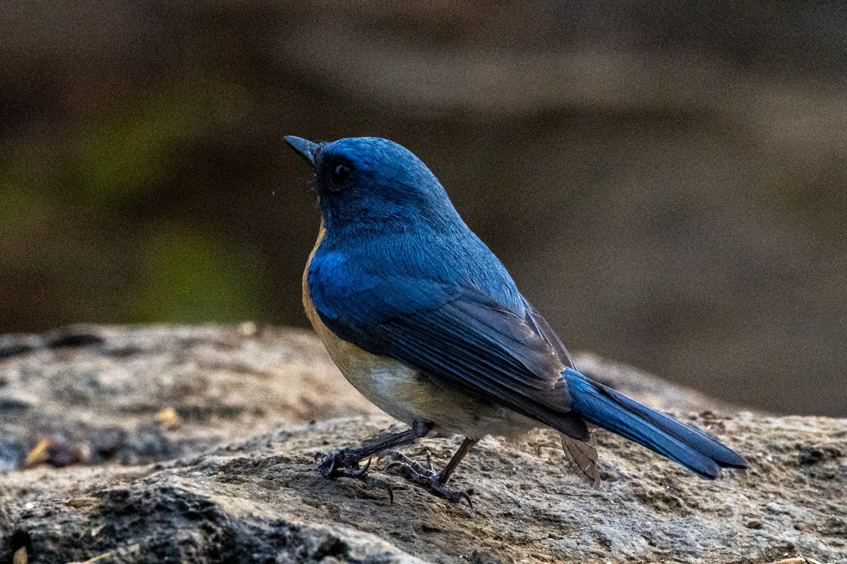 Tickell's Blue Flycatcher - ML619759472