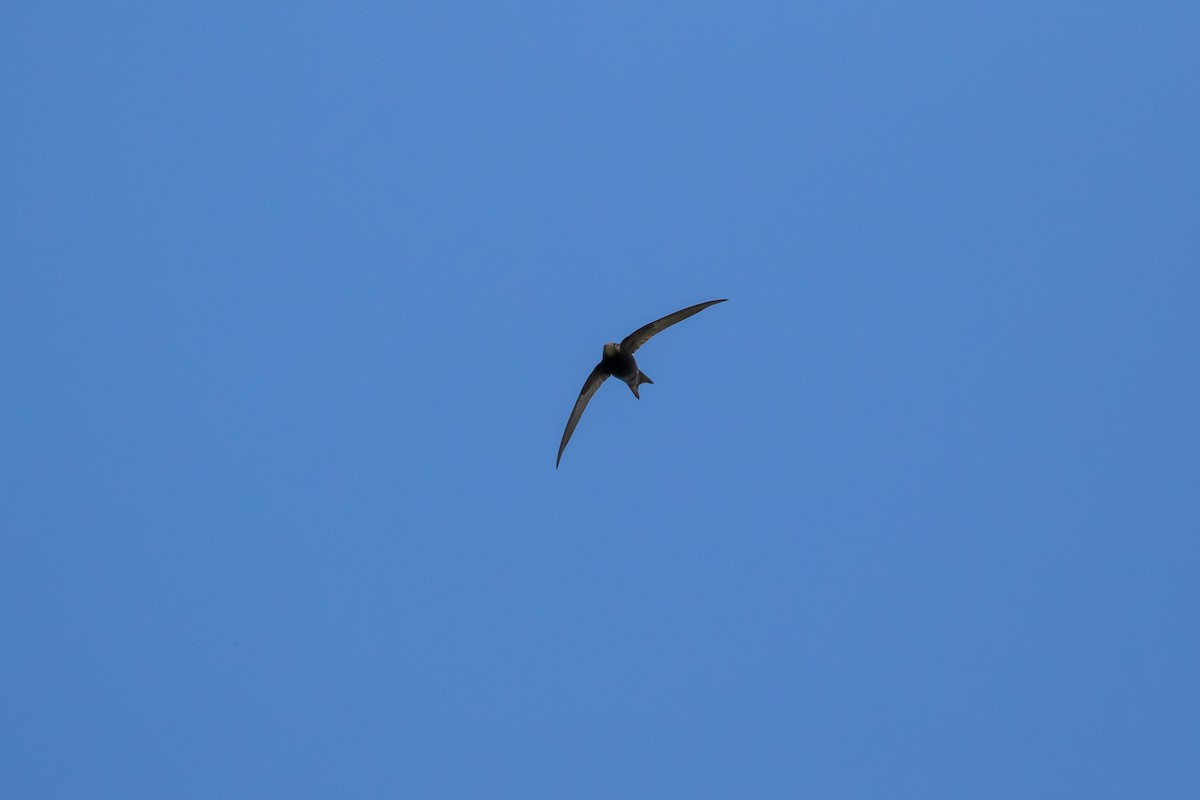 Common Swift - ML619759475