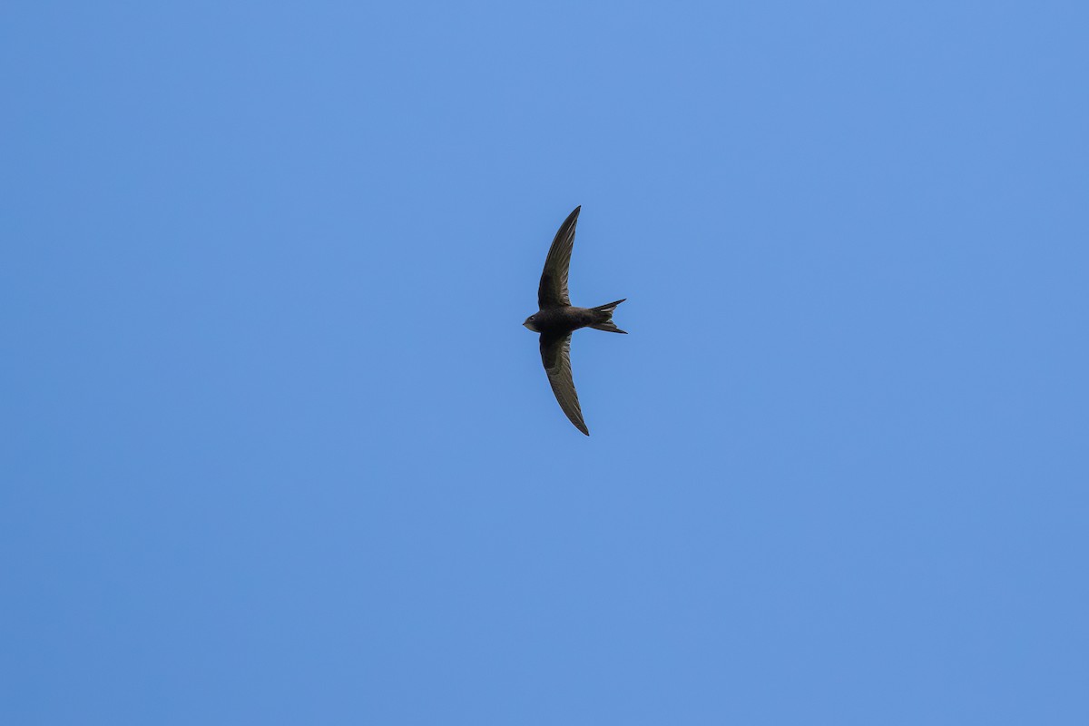 Common Swift - ML619759478