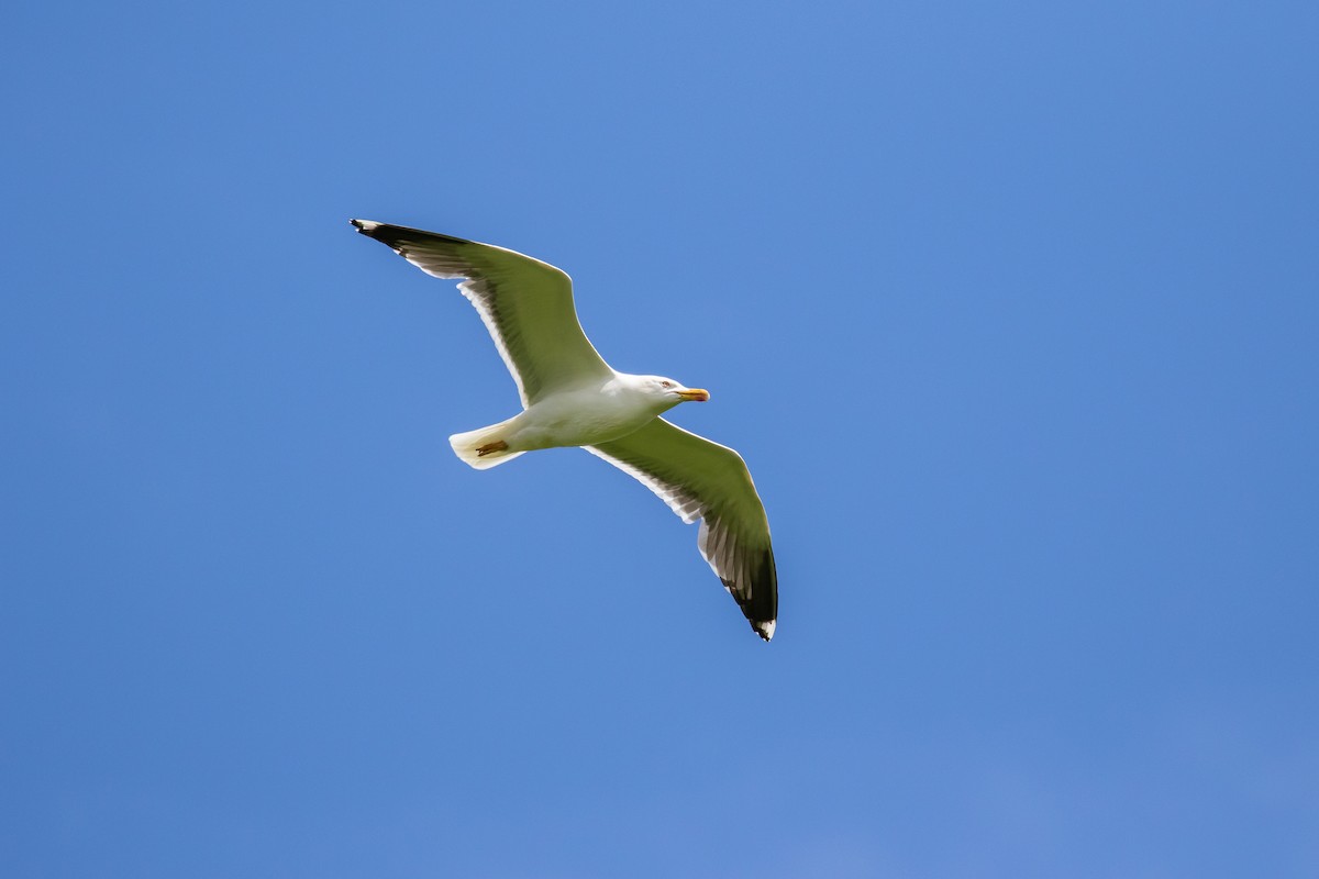 Lesser Black-backed Gull - ML619759480