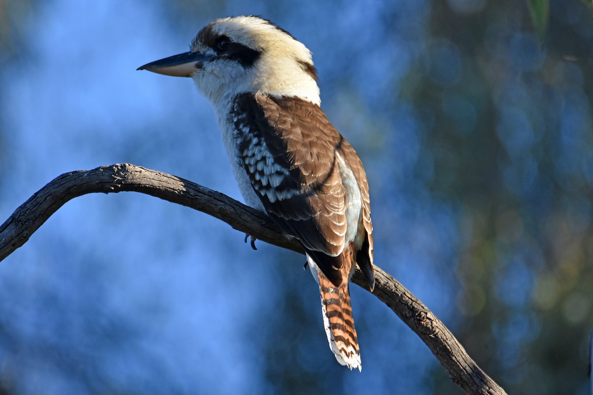 Laughing Kookaburra - ML619759521