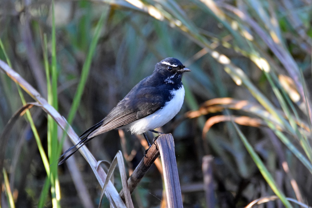 Willie-wagtail - ML619759535