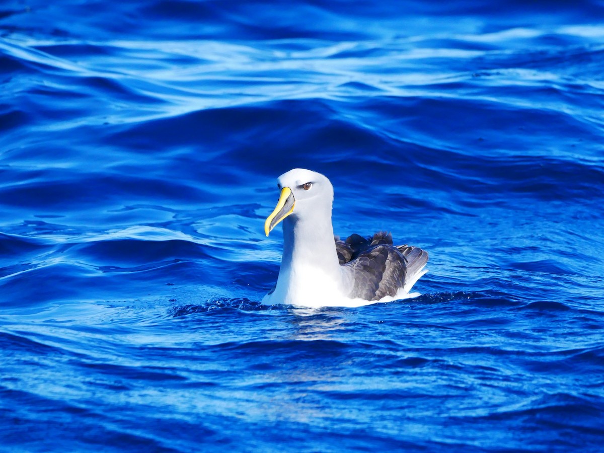 Buller Albatrosu - ML619759536