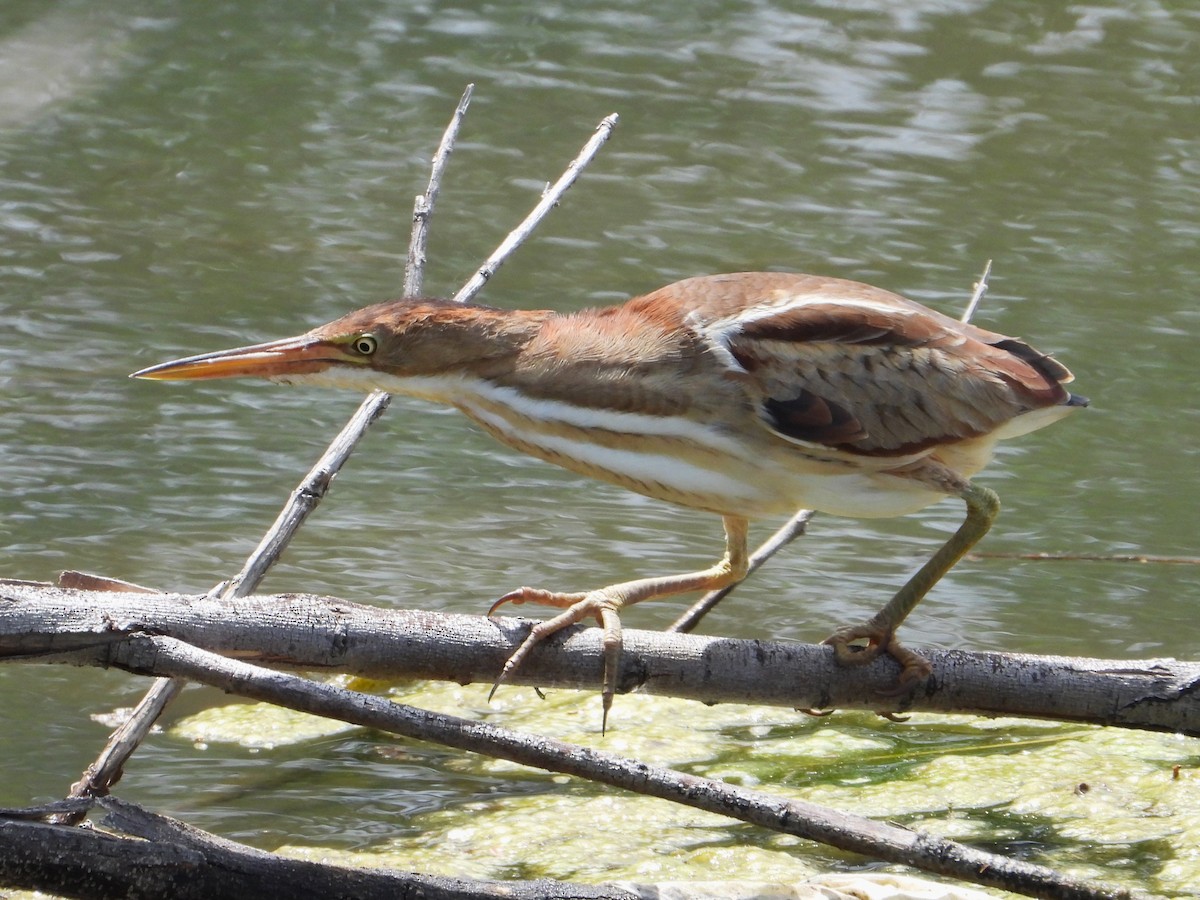 Least Bittern - Chipper Phillips