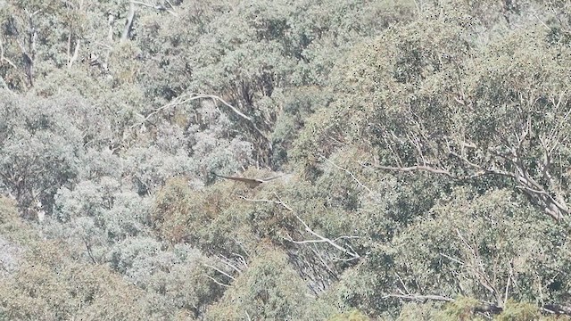 White-bellied Sea-Eagle - ML619759545