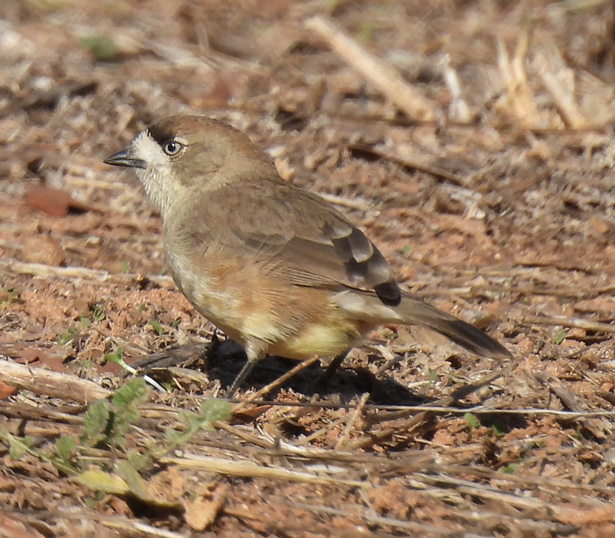 Acanthize blanchâtre - ML619759551