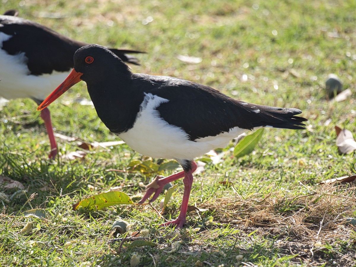 Pied Oystercatcher - ML619759588