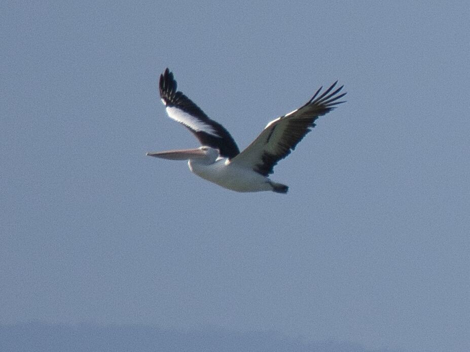 Australian Pelican - ML619759612