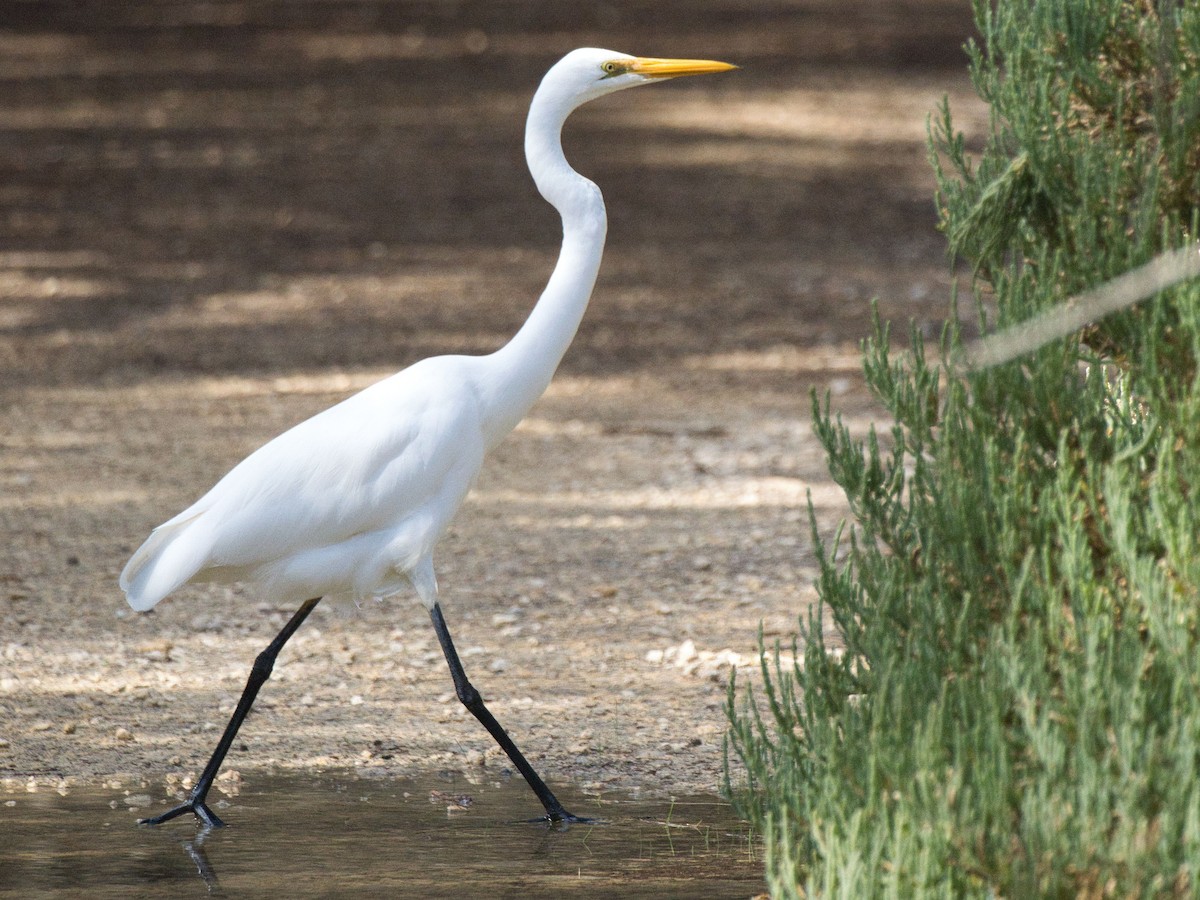 Great Egret - ML619759620