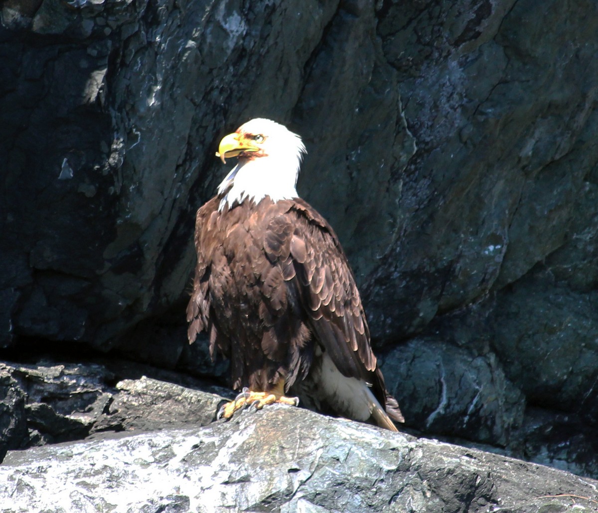 Weißkopf-Seeadler - ML619759632