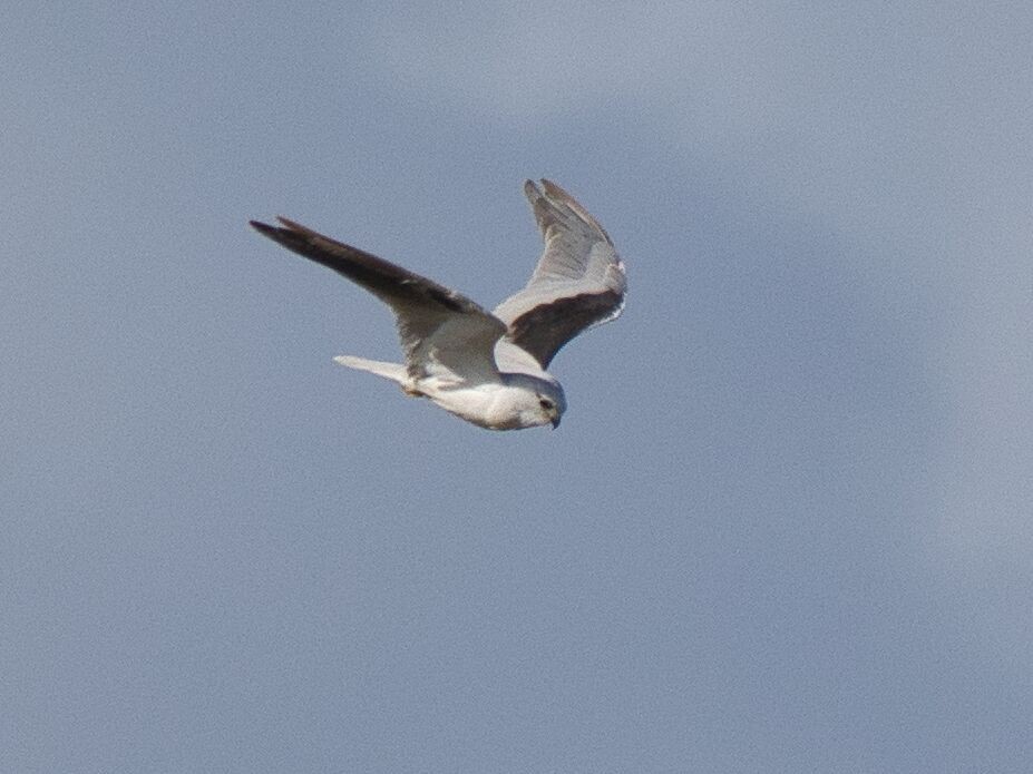 Black-shouldered Kite - ML619759634