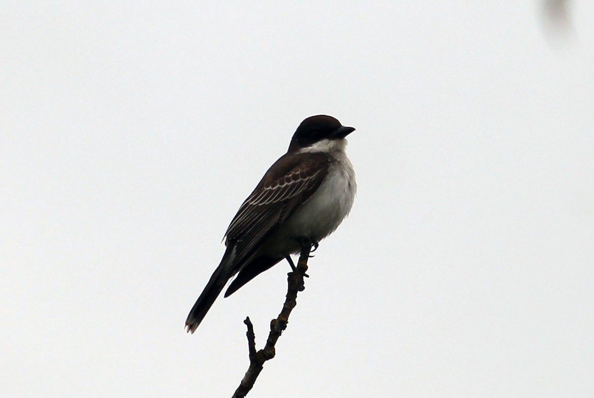 Eastern Kingbird - ML619759646