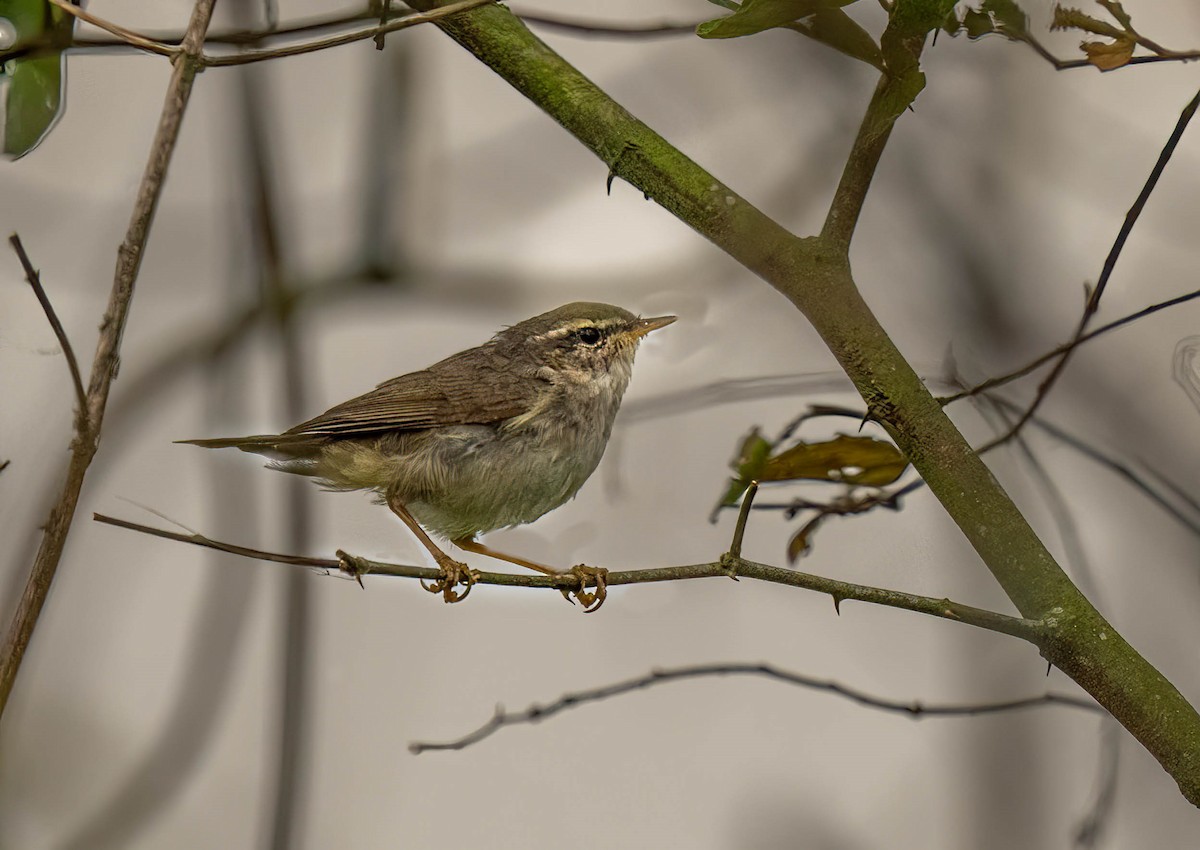 Mosquitero Sombrío - ML619759686