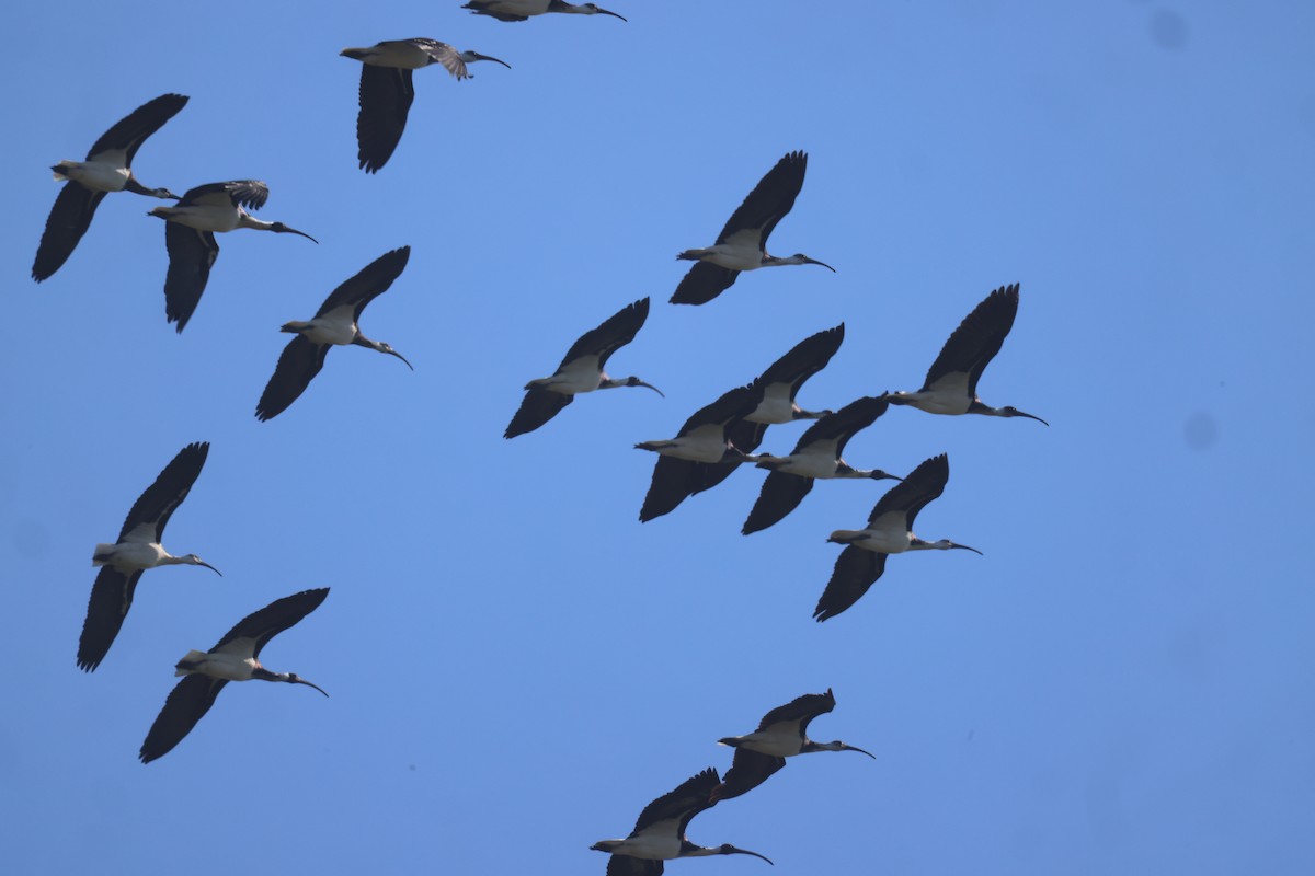 ibis slámokrký - ML619759721