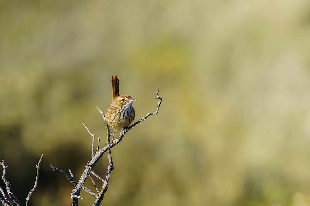 Rufous Fieldwren - ML619759723