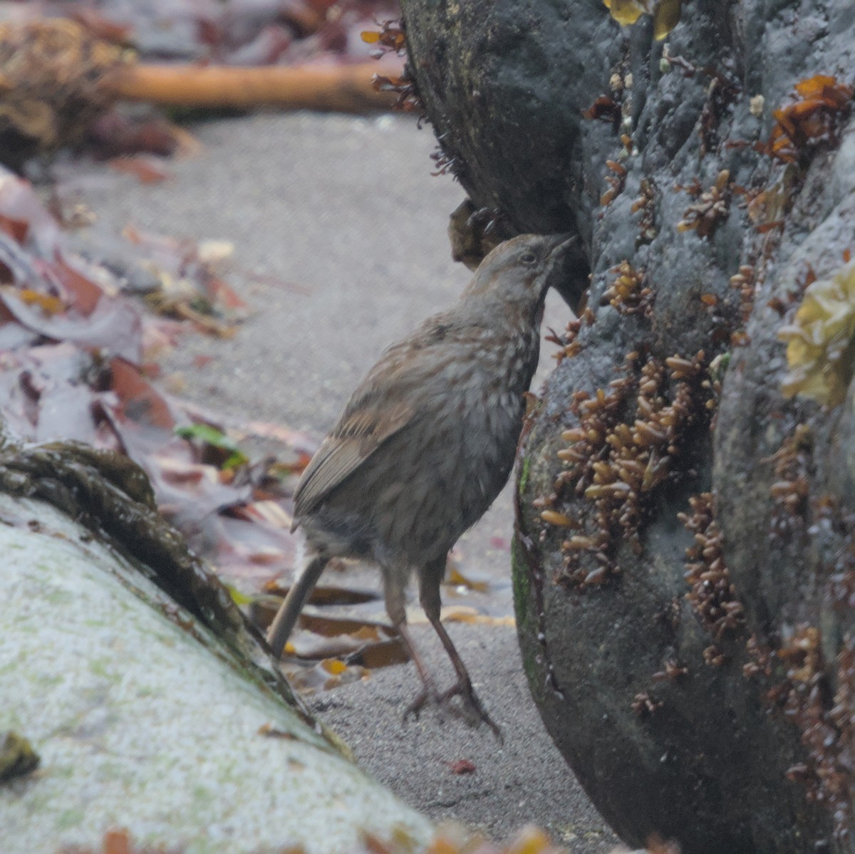 Song Sparrow (sanaka/maxima) - ML619759782