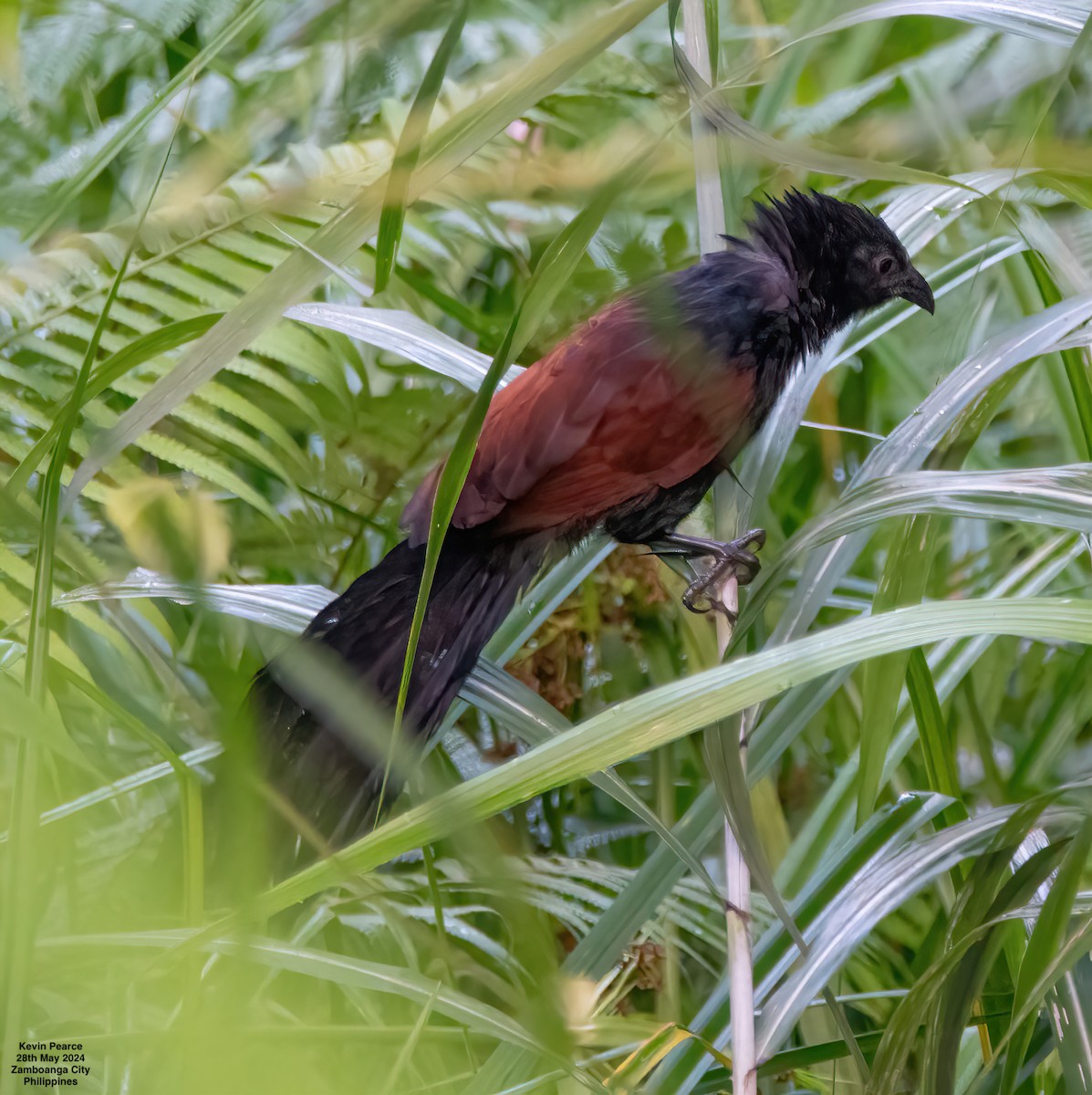 Philippine Coucal - Kevin Pearce
