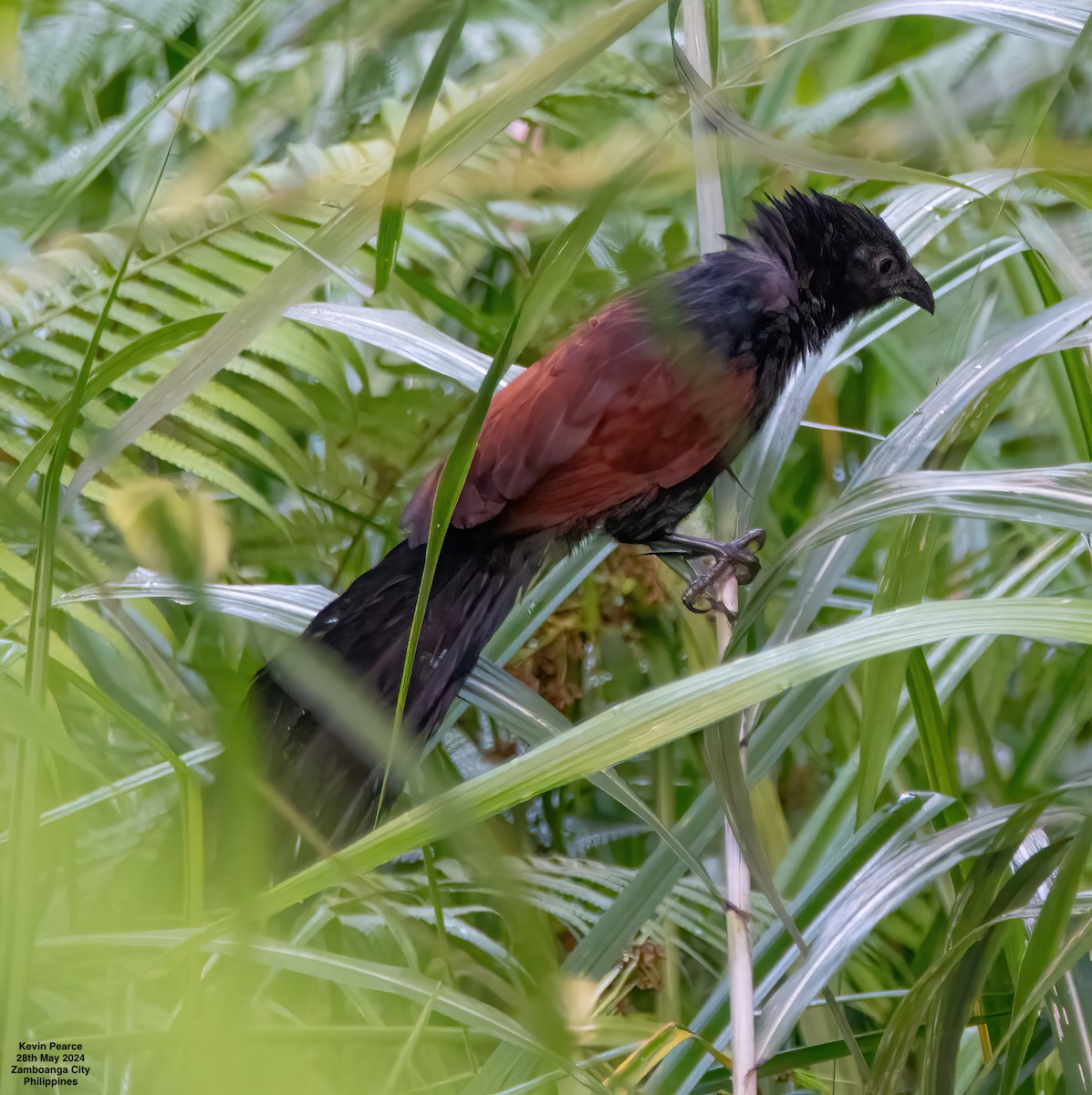 Philippine Coucal - ML619759784