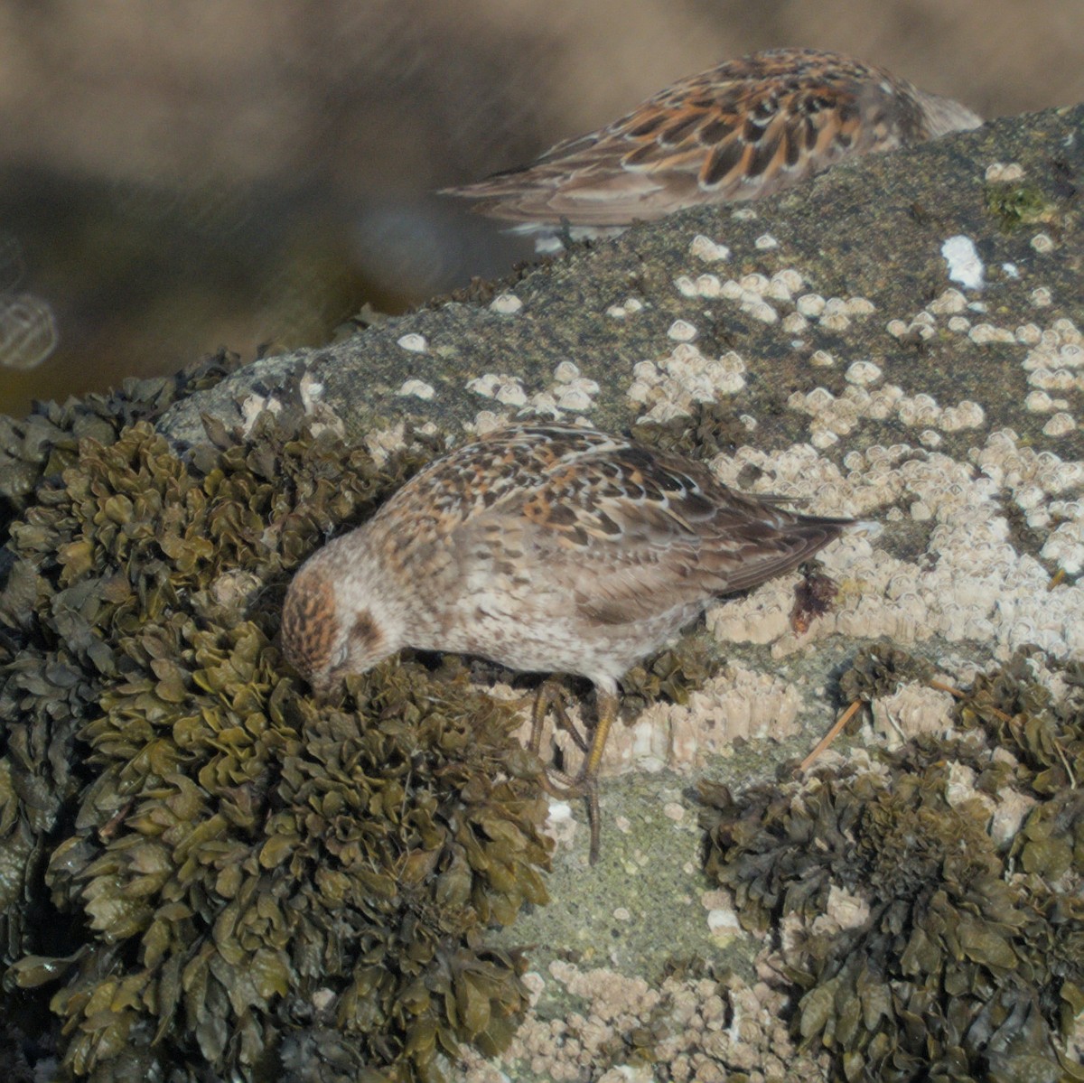 Rock Sandpiper (couesi) - Manuel Morales