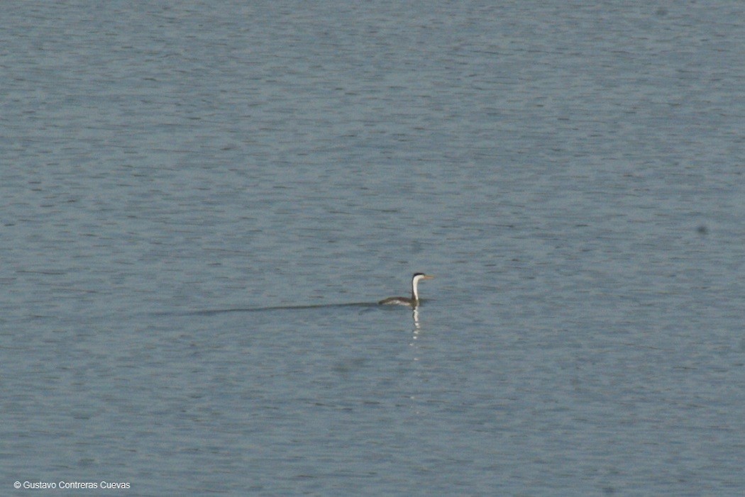 Clark's Grebe - ML61975981