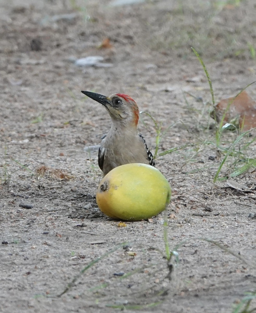 Red-crowned Woodpecker - ML619759810