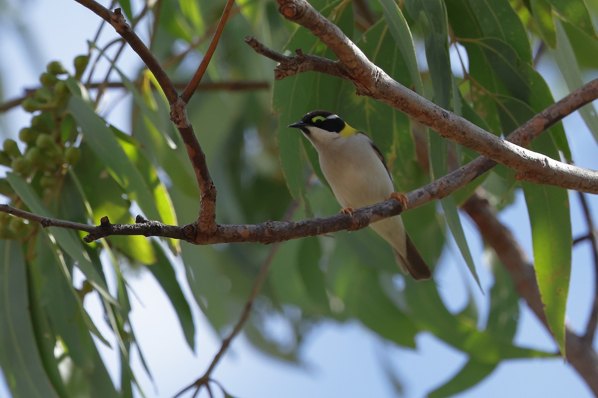 Black-chinned Honeyeater (Golden-backed) - ML619759831