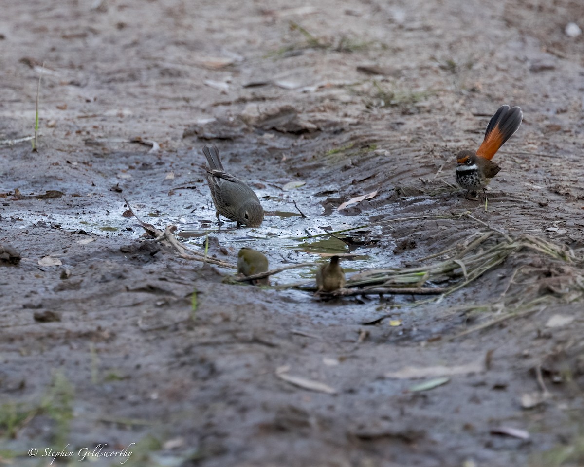 Australian Rufous Fantail - ML619759907