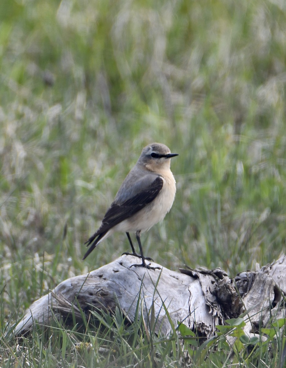 Northern Wheatear - ML619759917