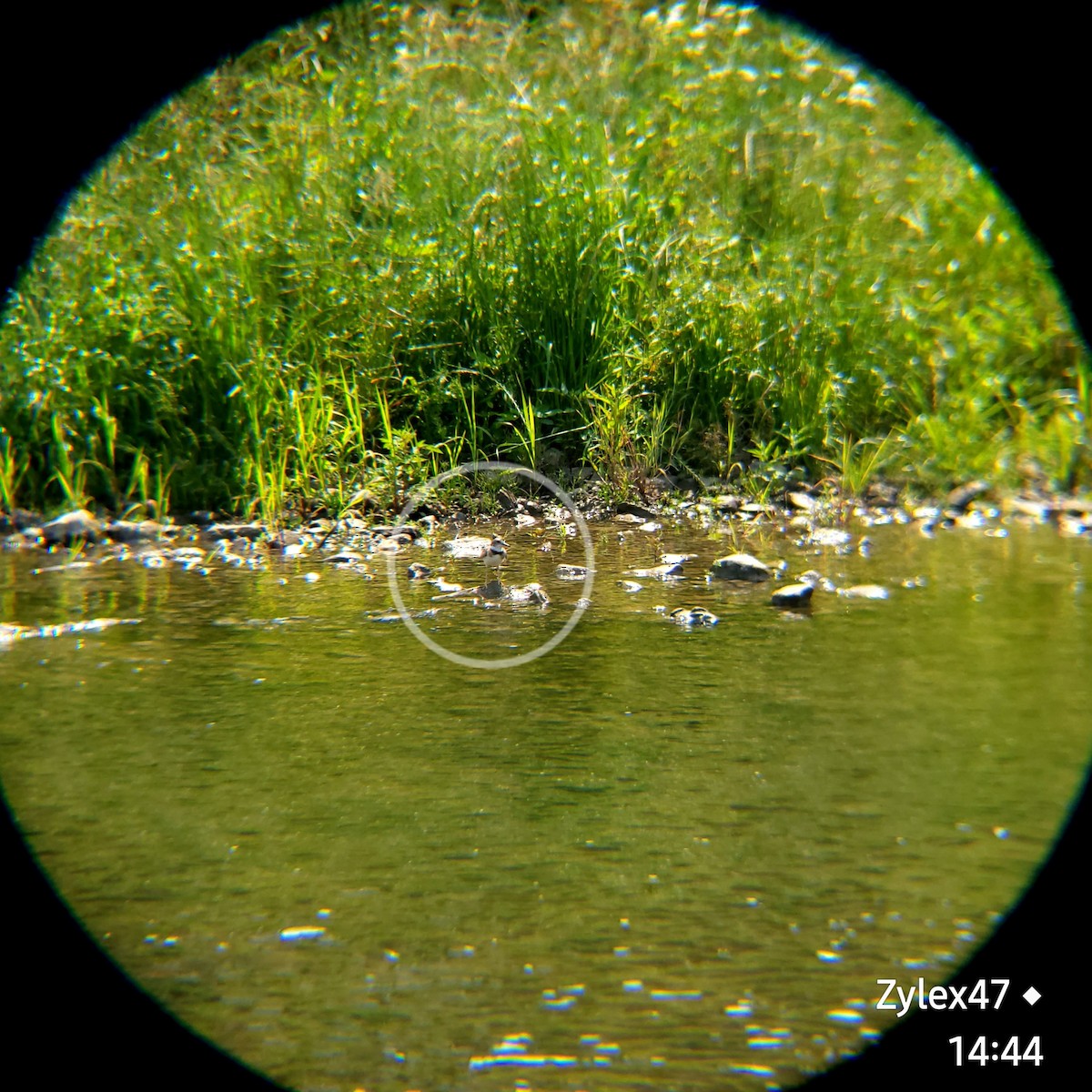 Long-billed Plover - ML619759941