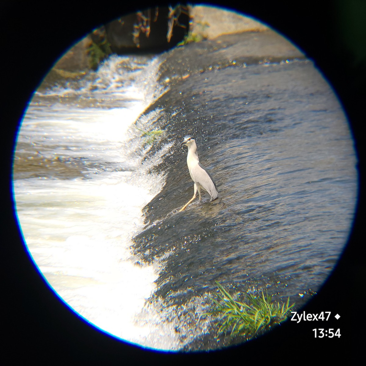 Nachtreiher (nycticorax) - ML619759949