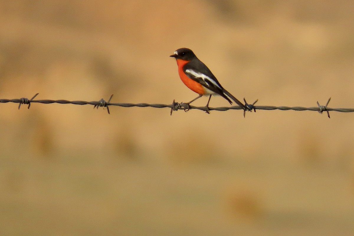 Petroica Flamígera - ML619759993